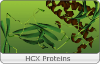 HCX Proteins