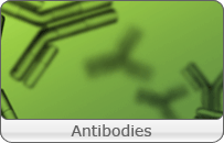 Antibodies & Inhibitors