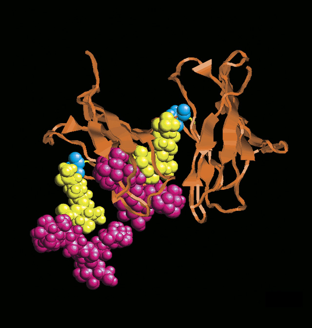 A glycoprotein showing post-translational modifications